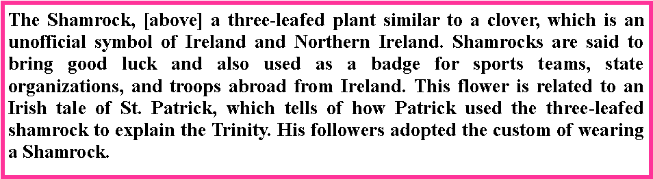 Text Box: The Shamrock, [above] a three-leafed plant similar to a clover, which is an unofficial symbol of Ireland and Northern Ireland. Shamrocks are said to bring good luck and also used as a badge for sports teams, state organizations, and troops abroad from Ireland. This flower is related to an Irish tale of St. Patrick, which tells of how Patrick used the three-leafed shamrock to explain the Trinity. His followers adopted the custom of wearing a Shamrock.