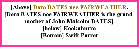 Text Box: [Above] Dora BATES nee FAIRWEATHER. [Dora BATES nee FAIRWEATHER is the grand-mother of John Malcolm BATES][below] Kookaburra[Bottom] Swift Parrot